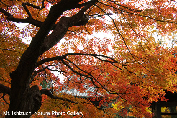 kyoto (057)